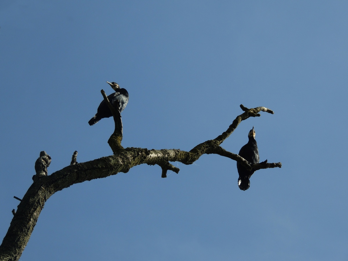  Voladores UK - Foto por Ismael Rodríguez